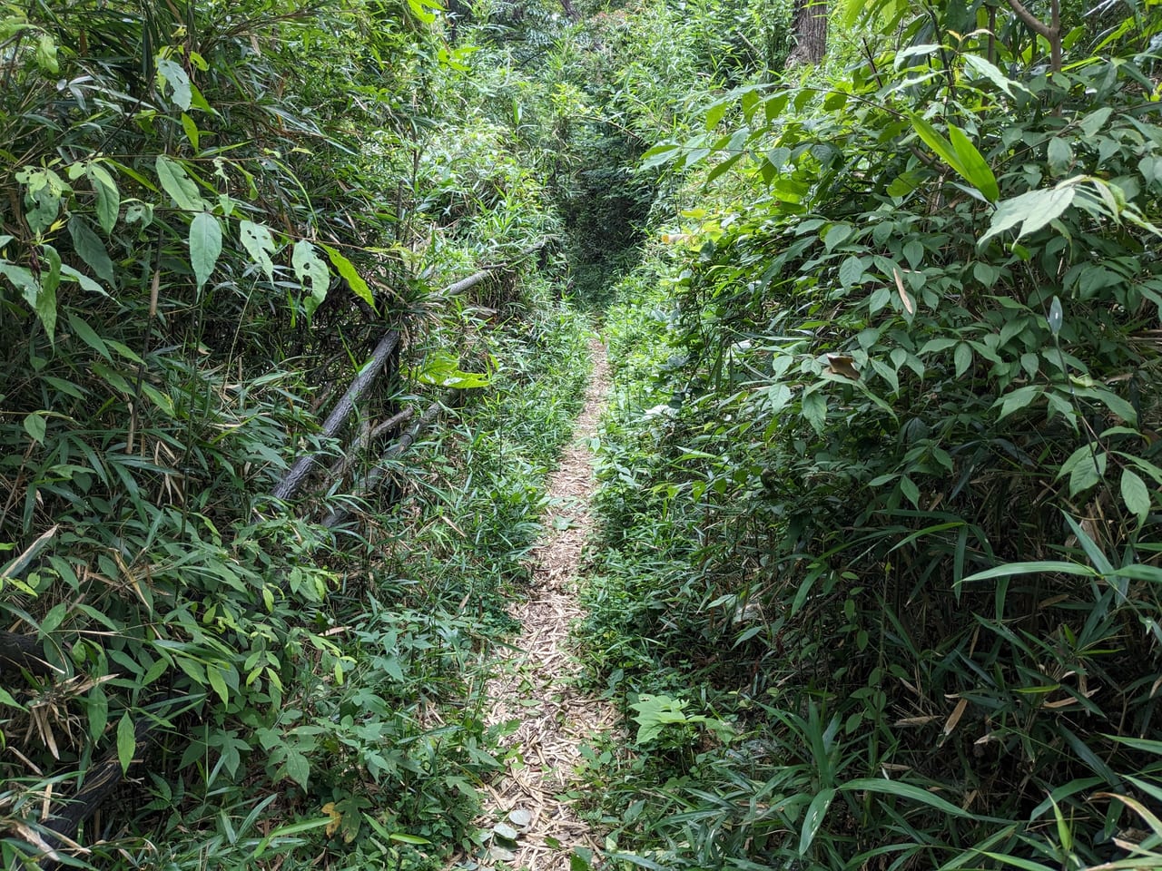 百草三方の森森緑地