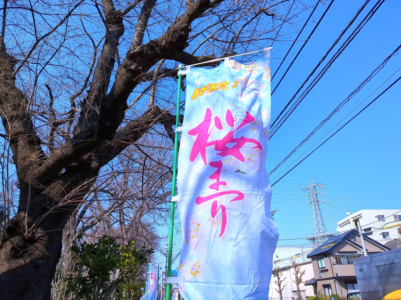 旭が丘中央公園　桜まつり2024