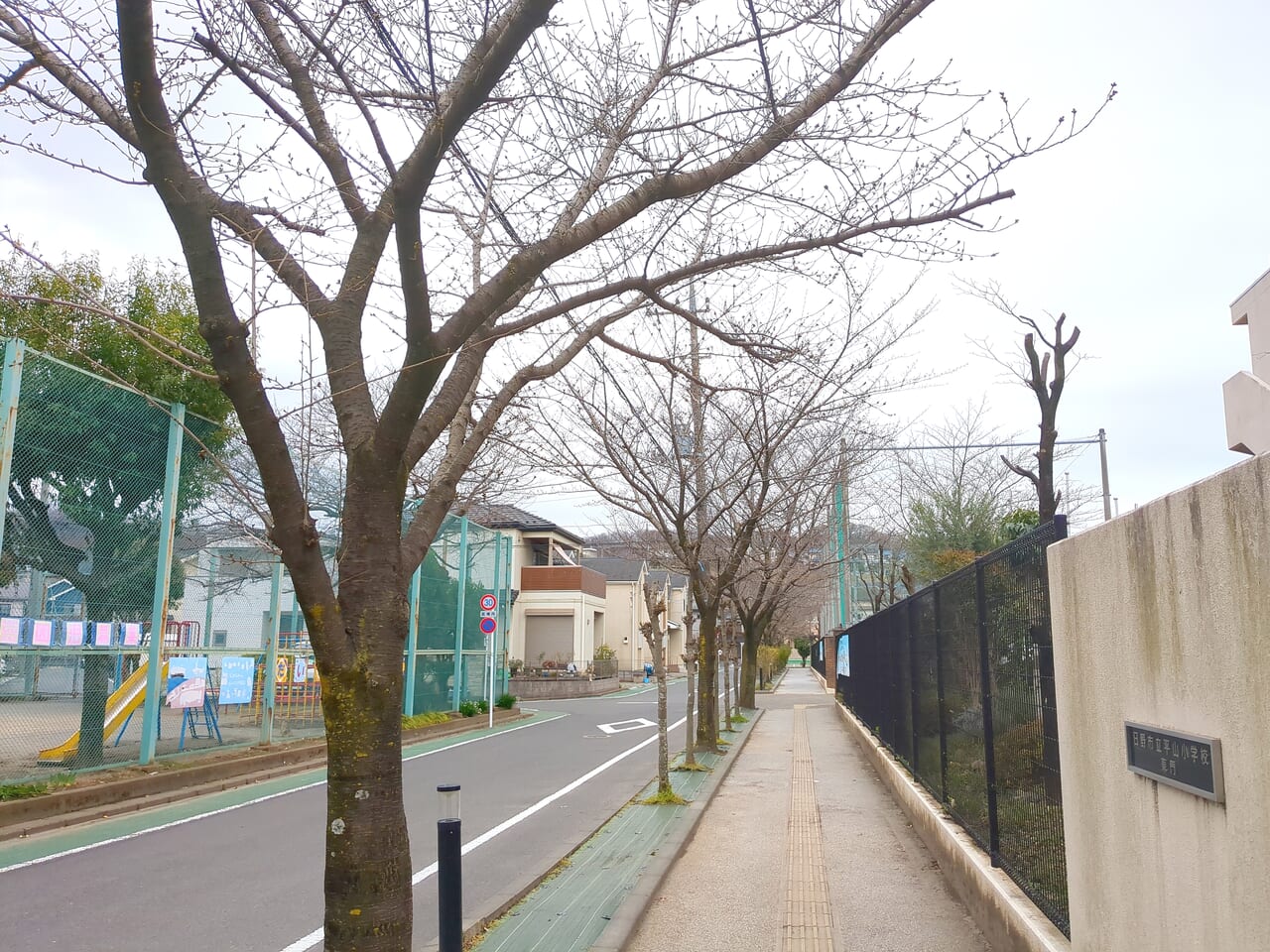 平山小学校　桜