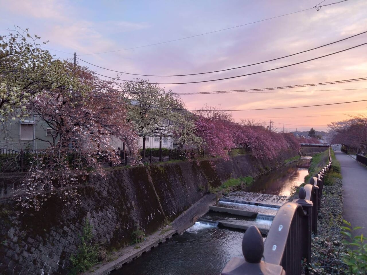 程久保川の八重桜