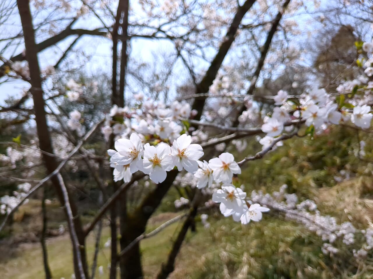 平山城址公園　桜