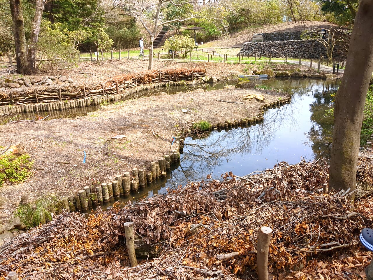 平山城址公園　桜