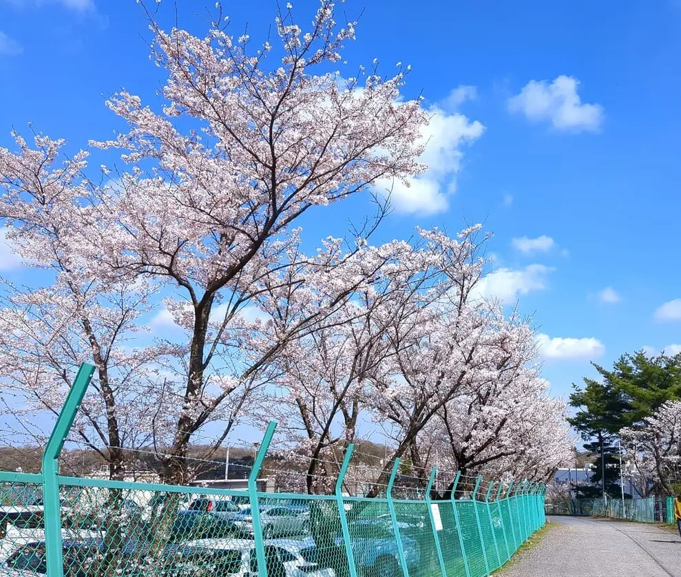 平山城址公園　桜