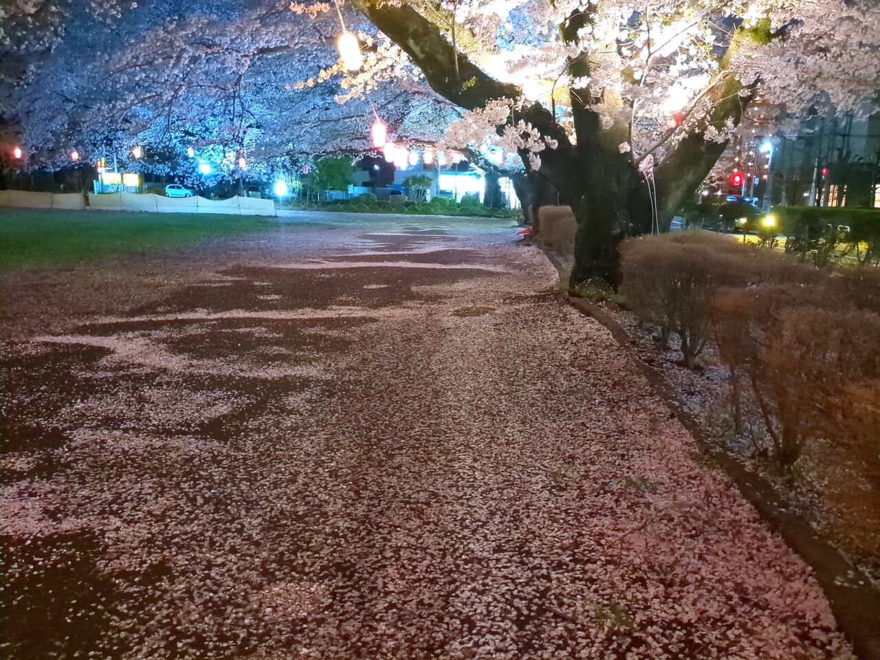 旭が丘中央公園夜桜2024
