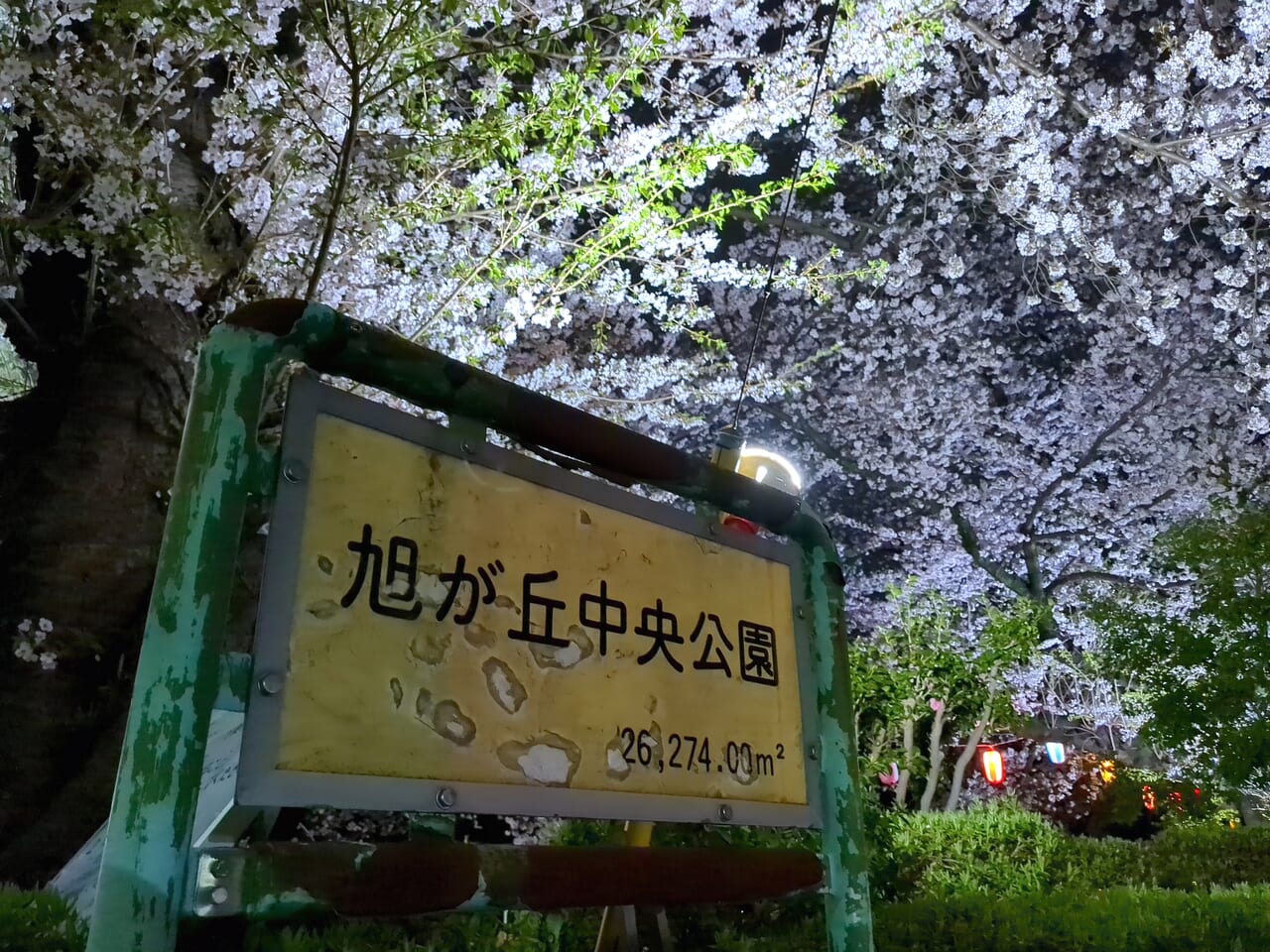 旭が丘中央公園夜桜2024