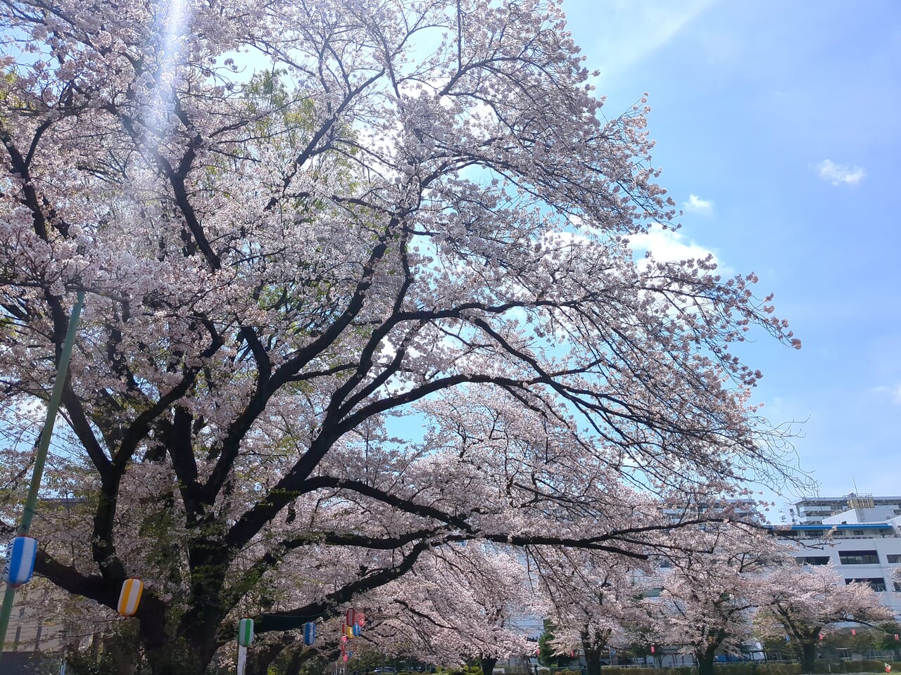 旭が丘中央公園　桜　2024