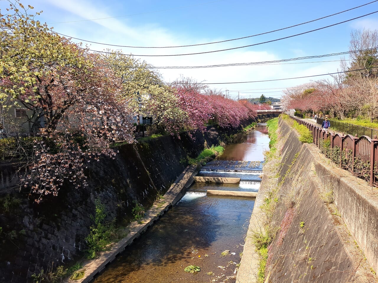 程久保川の八重桜