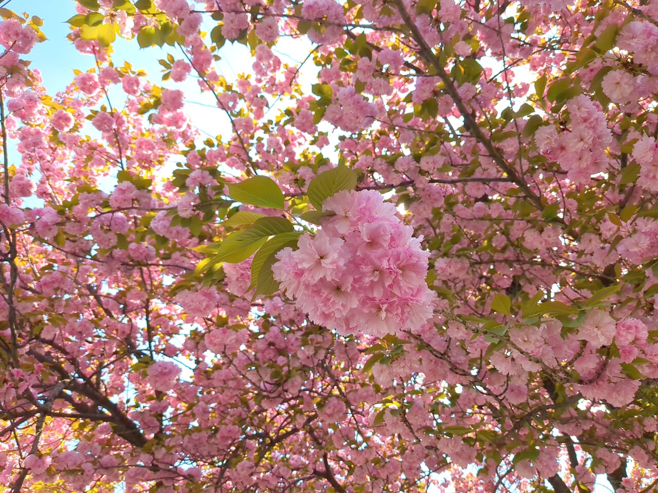 多摩平　ゆいま〜る　八重桜