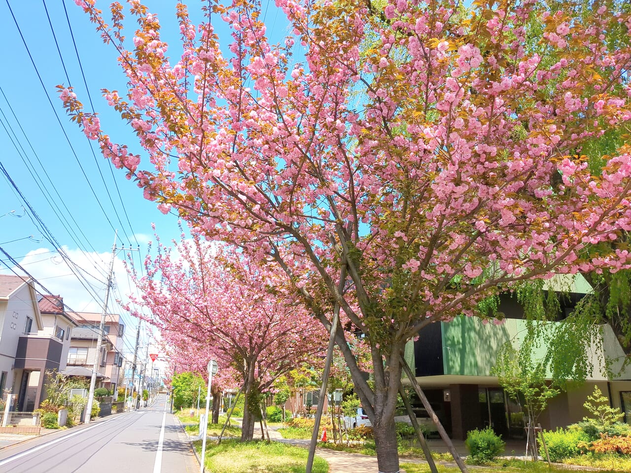 多摩平　ゆいま〜る　八重桜