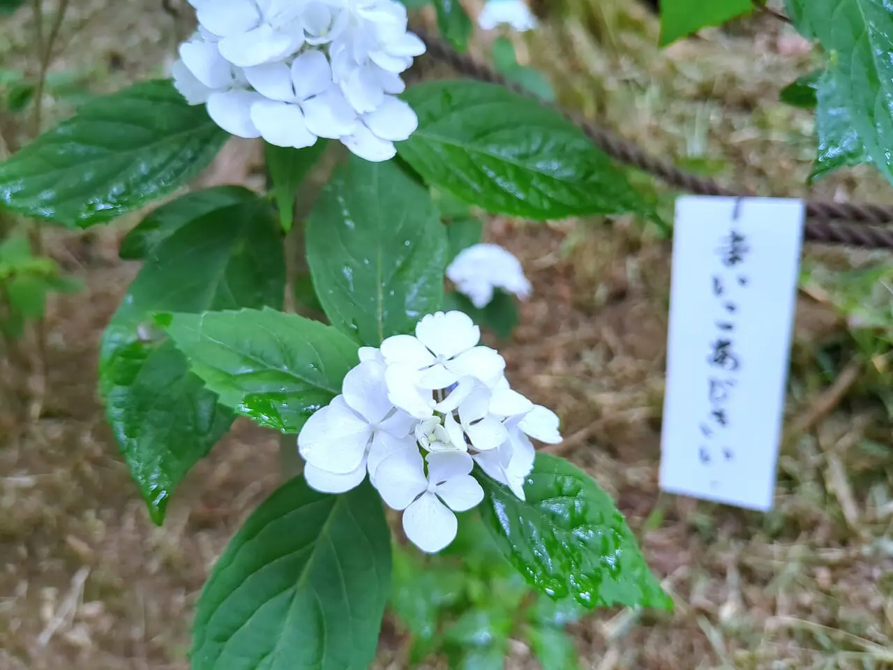 高幡不動尊あじさいまつり2024