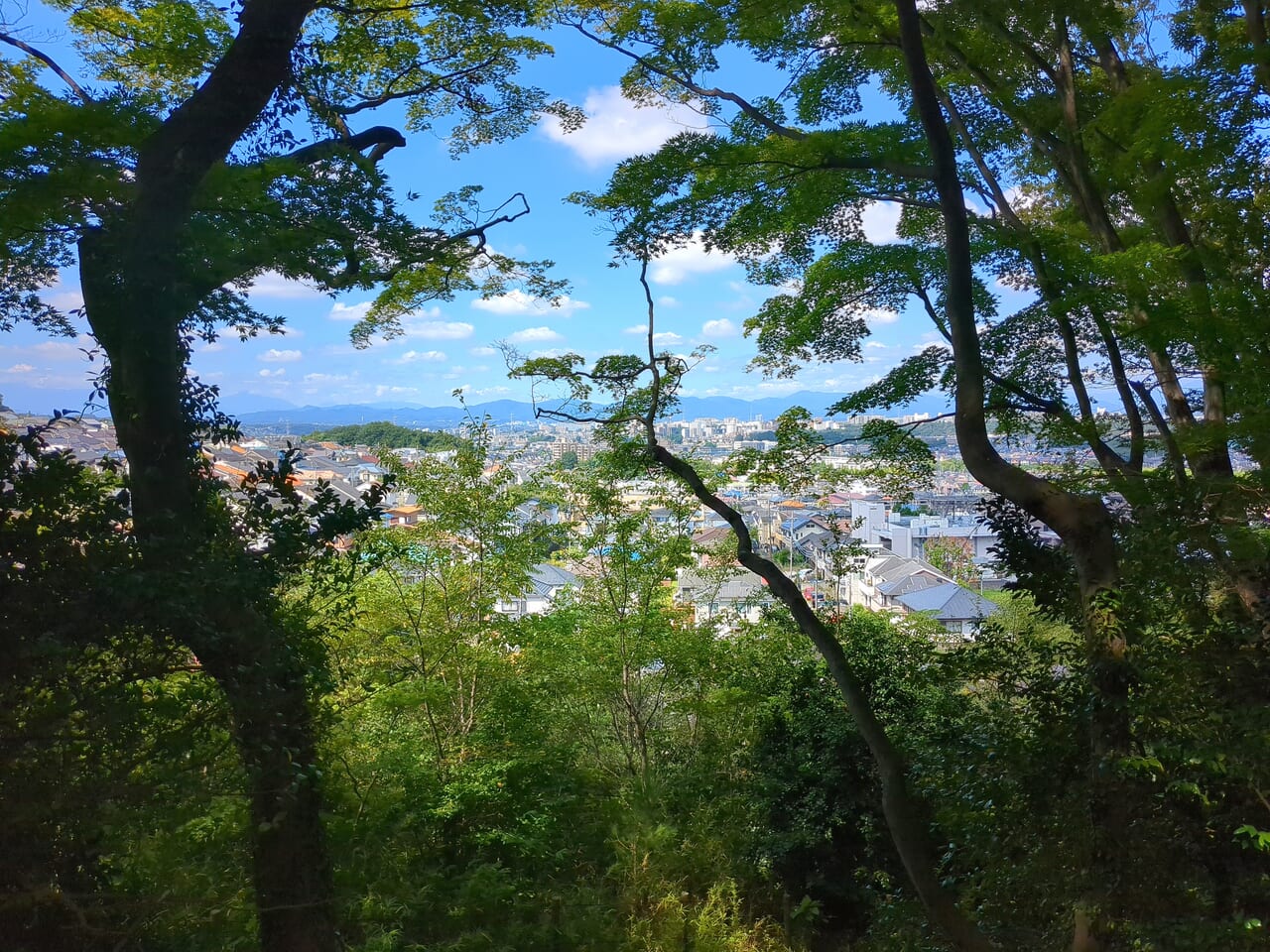 高幡不動尊　曼珠沙華