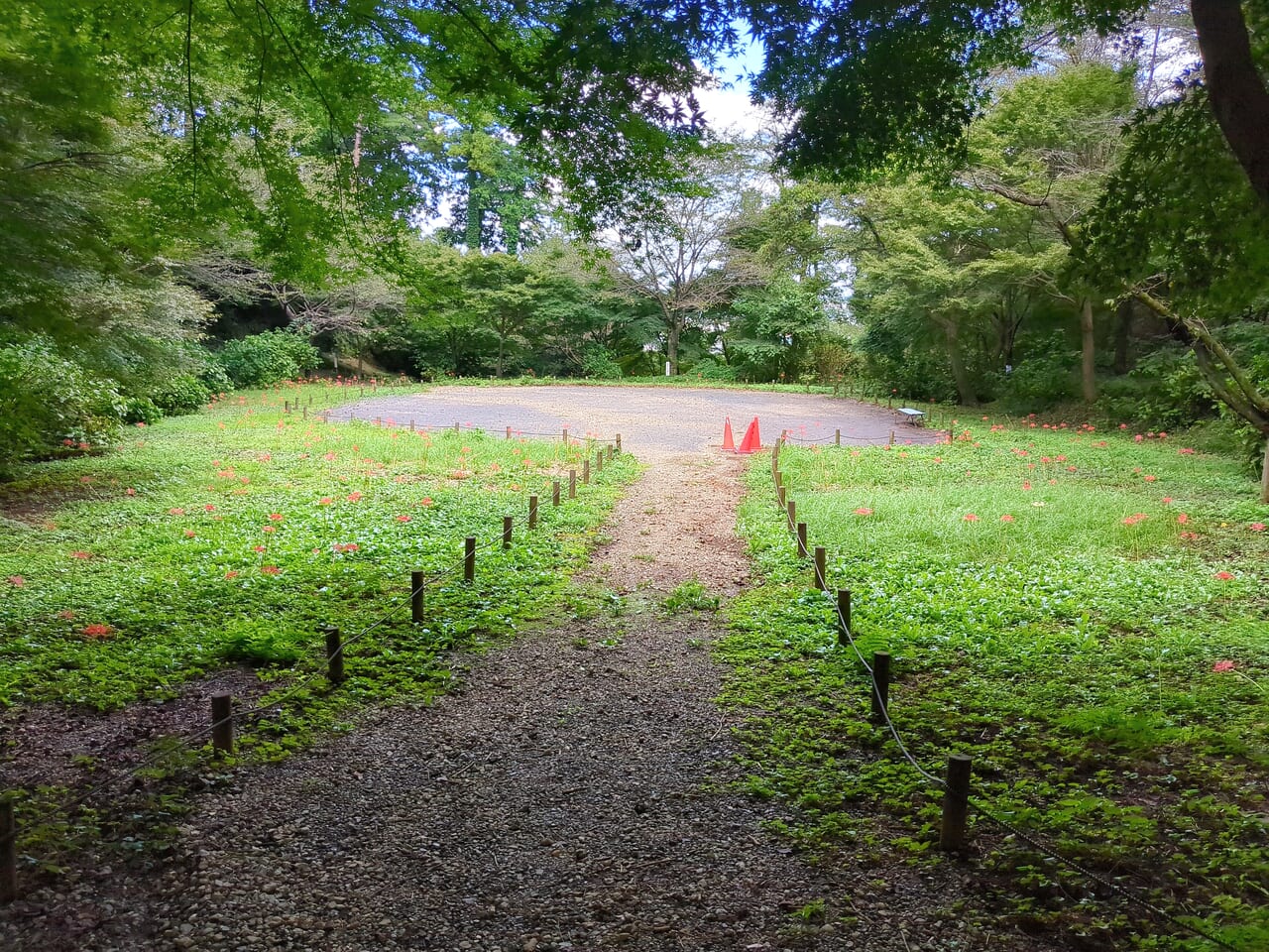 高幡不動尊　曼珠沙華