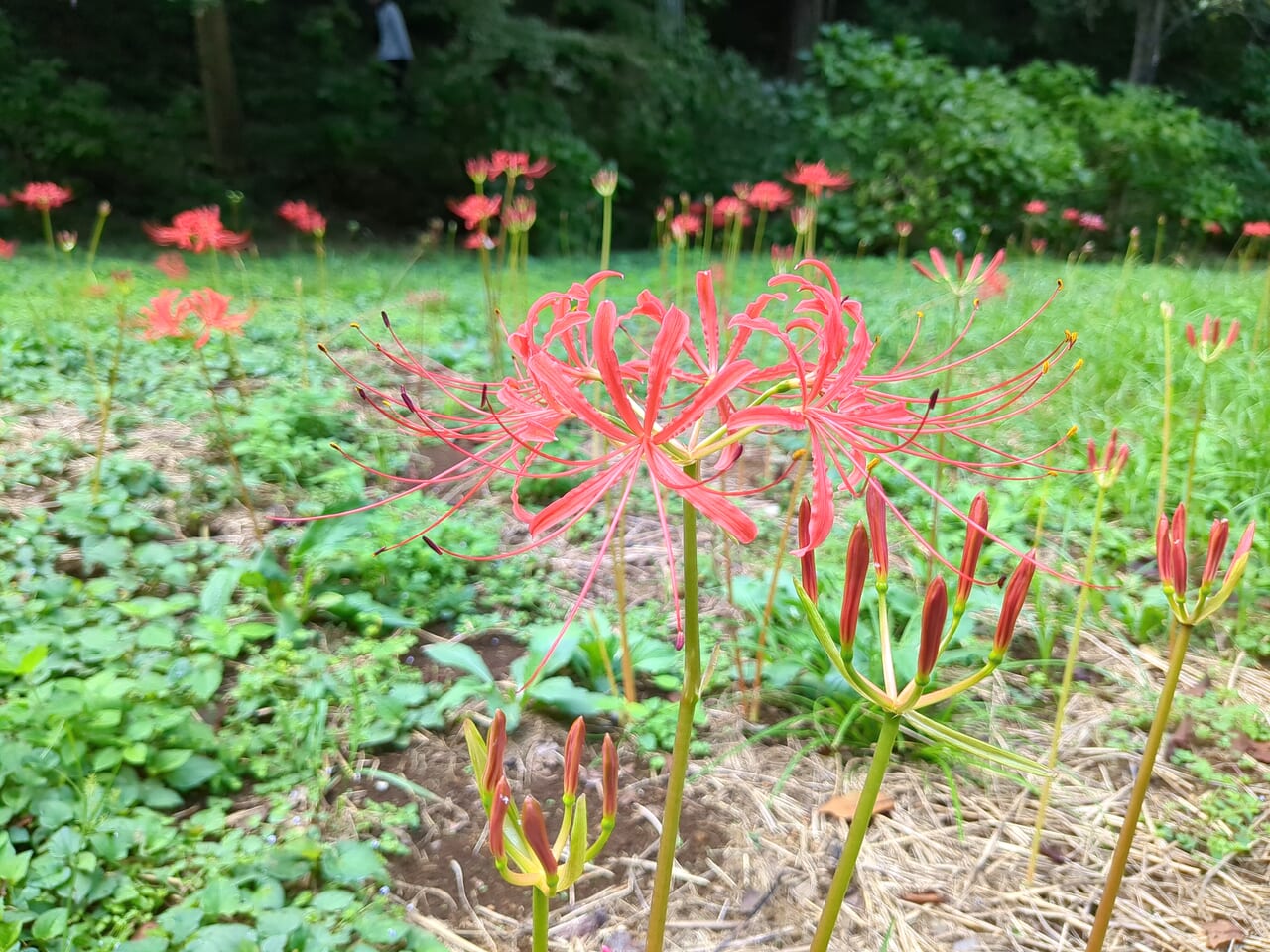 高幡不動尊　曼珠沙華