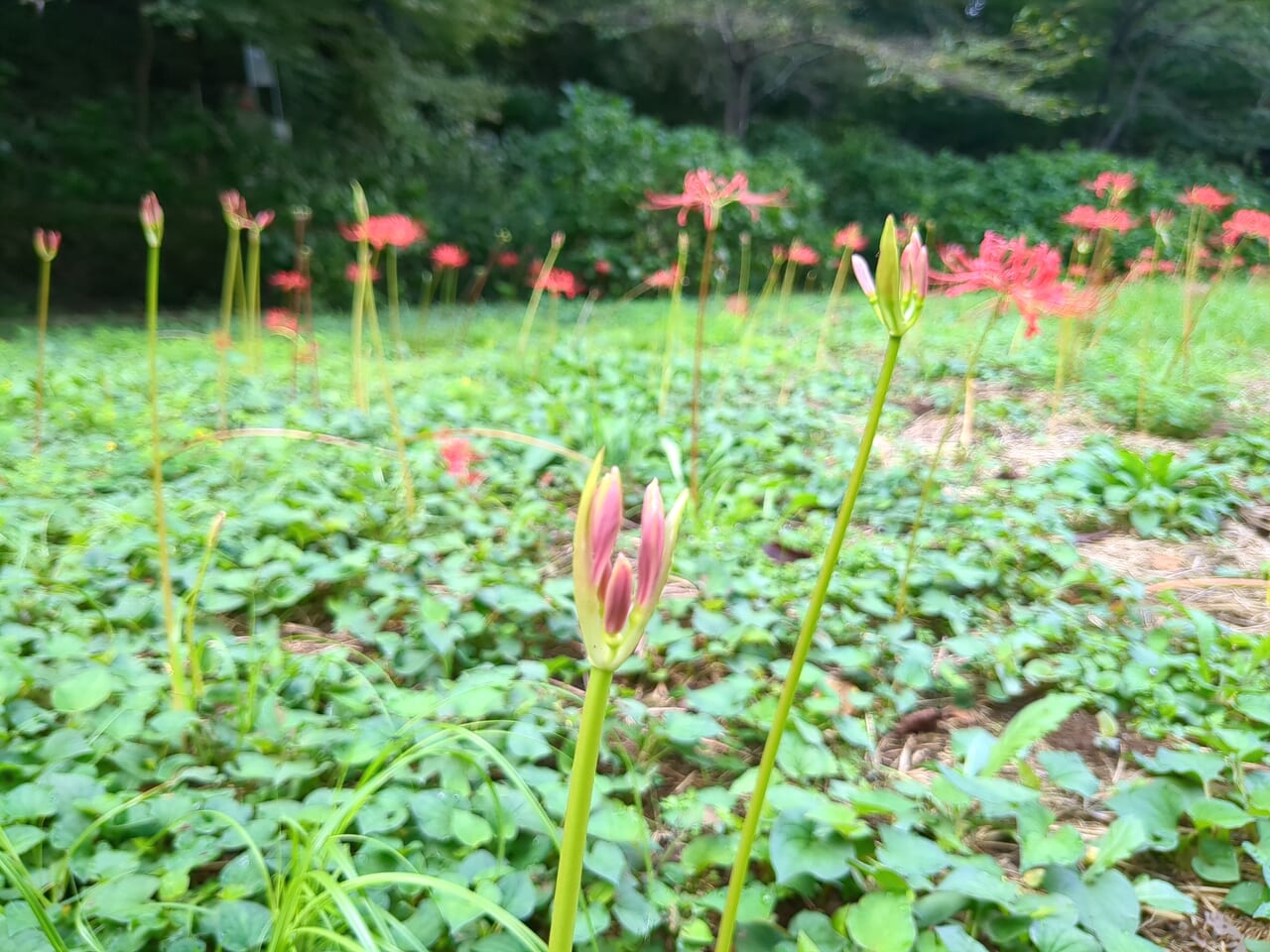 高幡不動尊　曼珠沙華