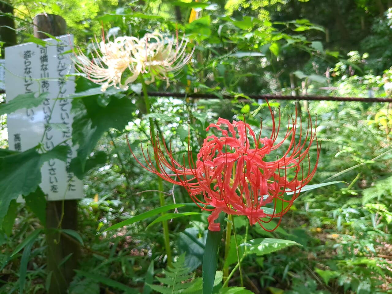 高幡不動尊　曼珠沙華