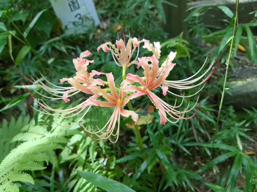 高幡不動尊　曼珠沙華