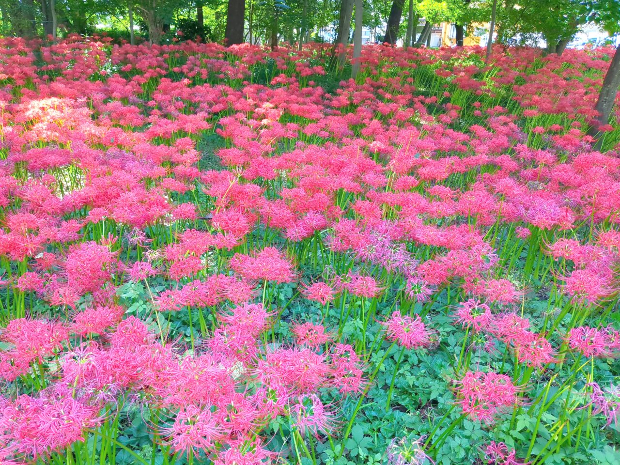 大木島自然公園　彼岸花　2024