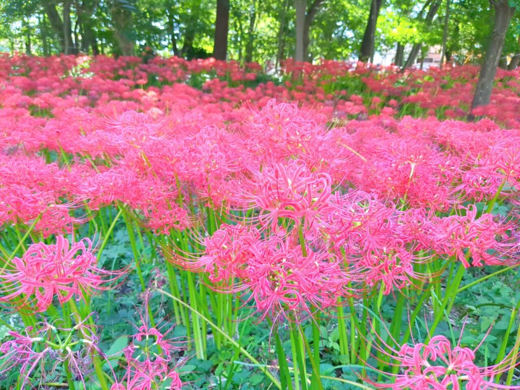 大木島自然公園　彼岸花　2024