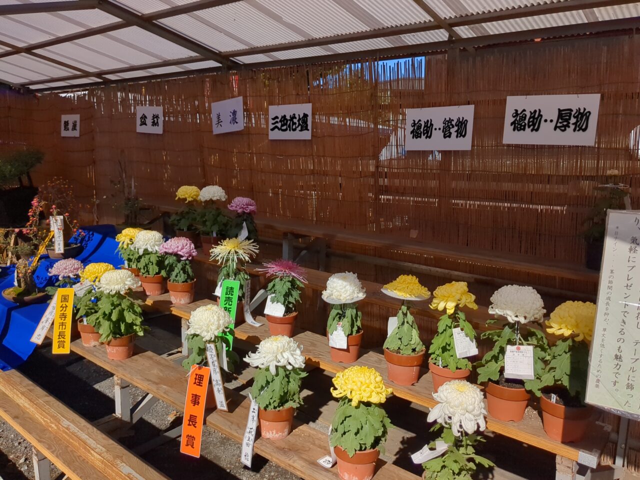 高幡不動尊　菊まつり　2024