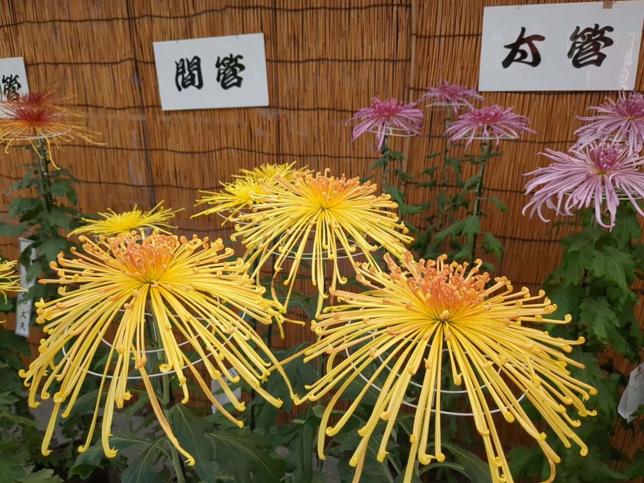 高幡不動尊　菊まつり　2024