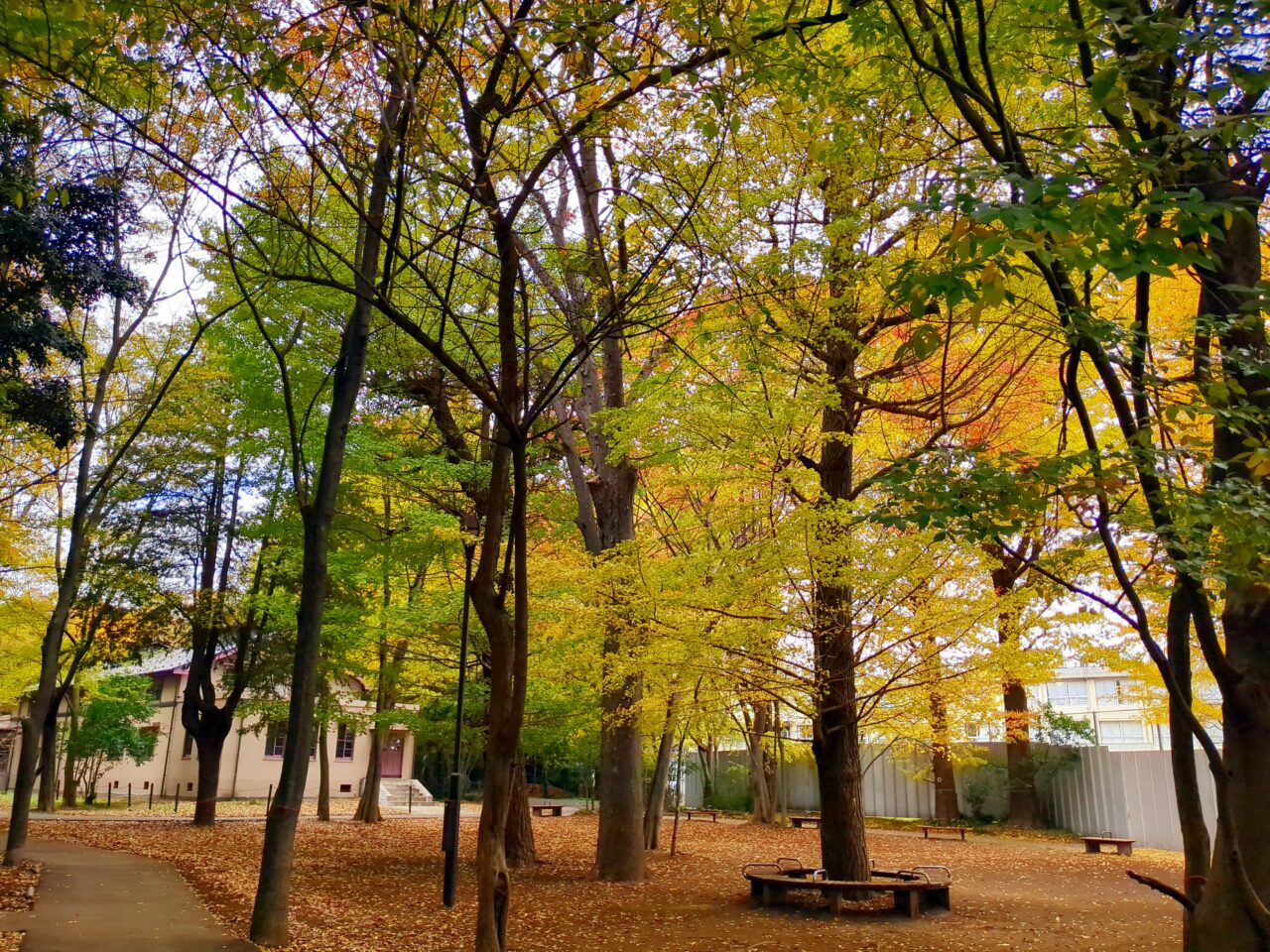 仲田の森　ふれあいホール　紅葉