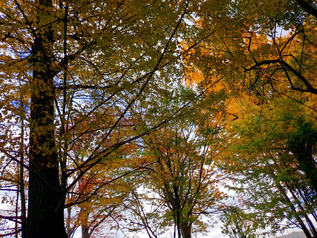 仲田の森　ふれあいホール　紅葉