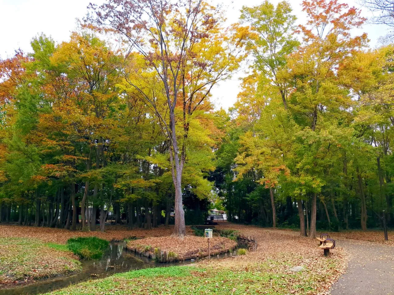 仲田の森　ふれあいホール　紅葉