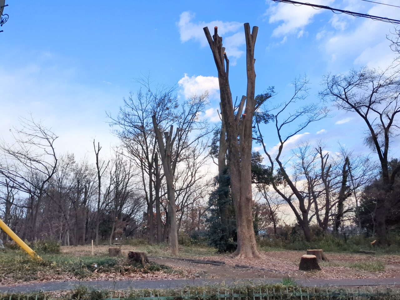 多摩平の緑地