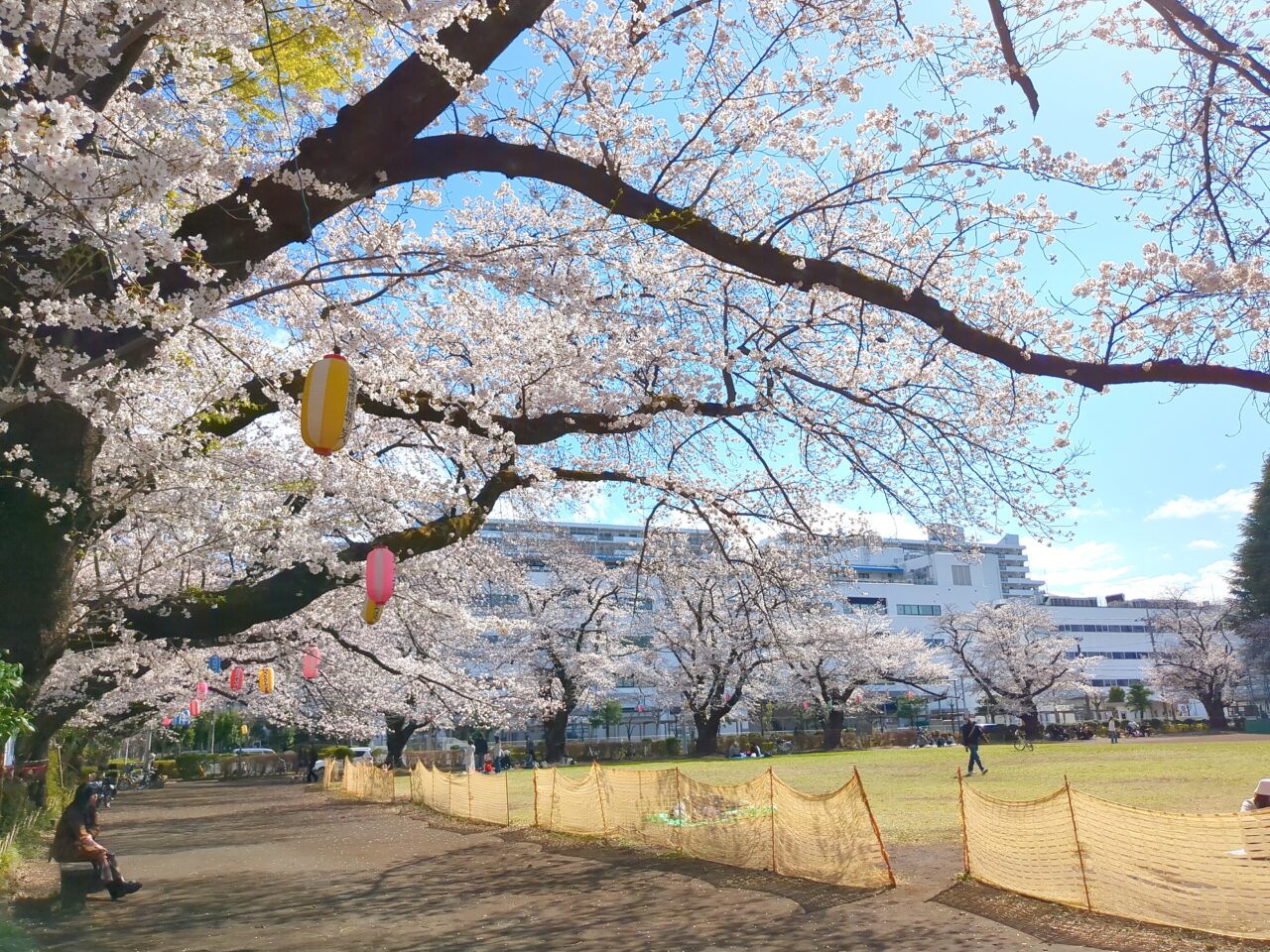 さくら　旭が丘中央公園