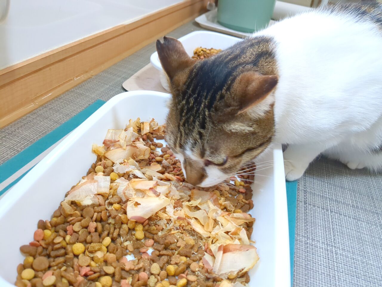 保護猫シェルター　にゃん福゜
