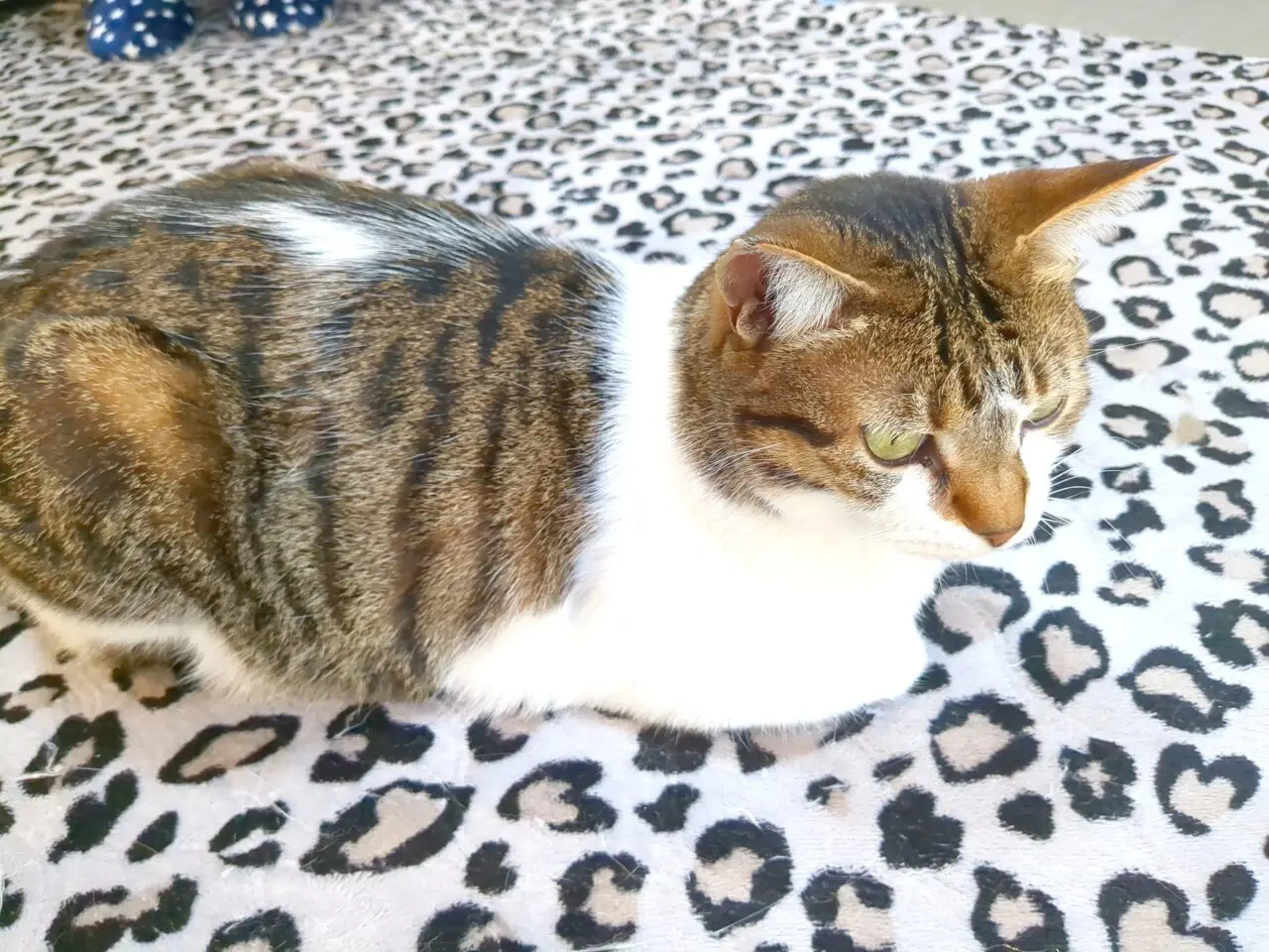 保護猫シェルター　にゃん福゜
