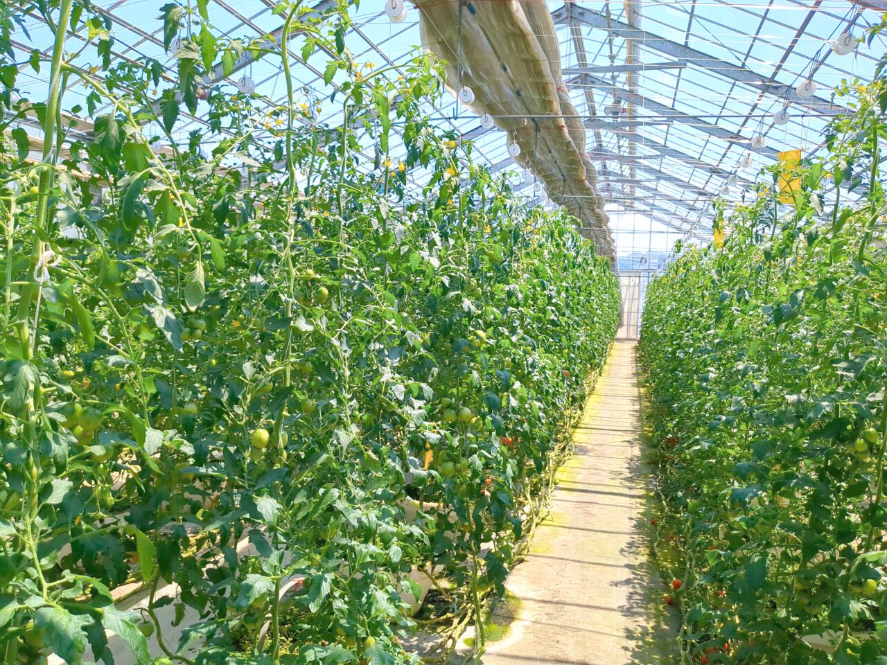 伊藤農園 トマト