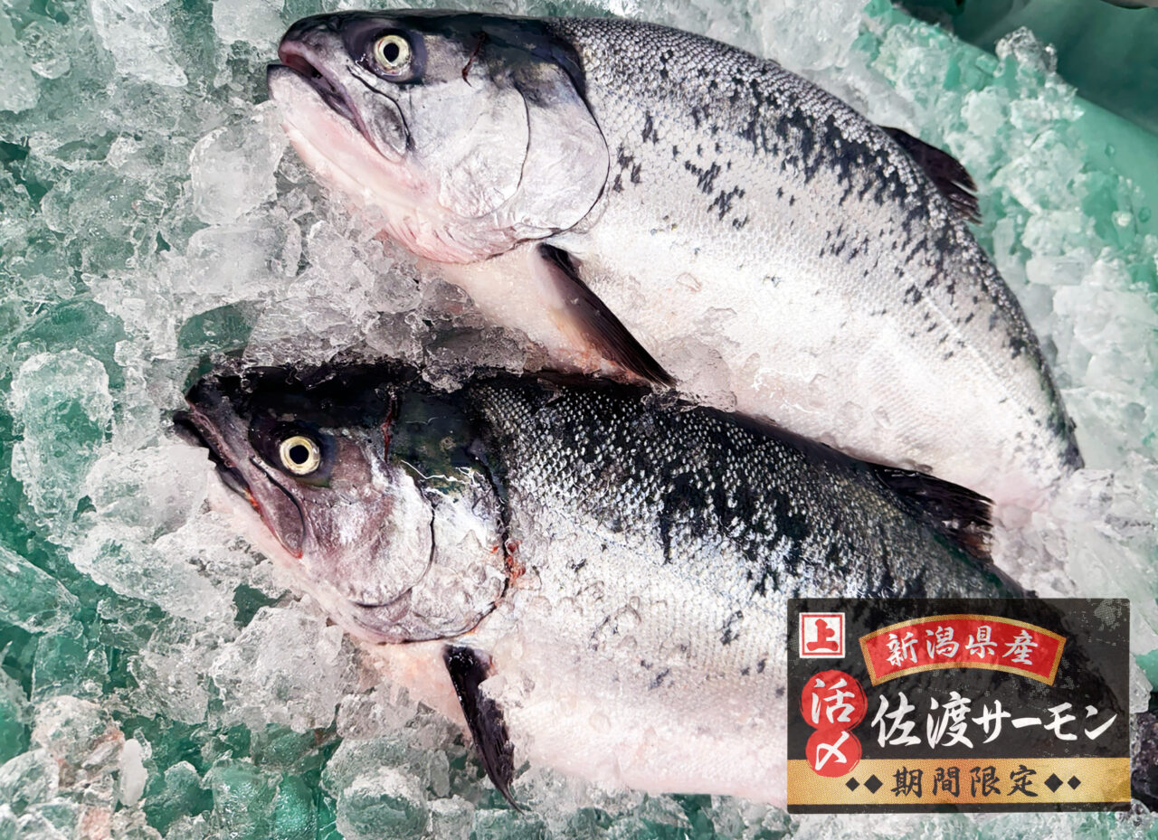 角上魚類