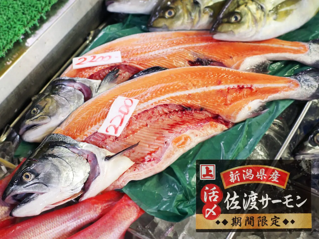 角上魚類