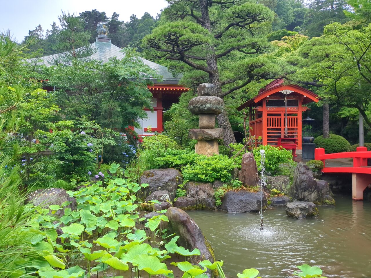 高幡不動尊　あじさい2025
