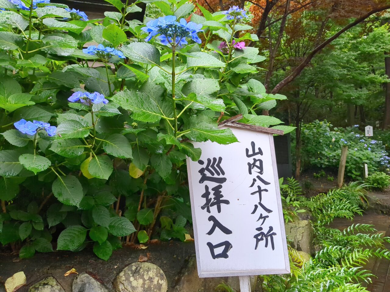 高幡不動尊　あじさい2025
