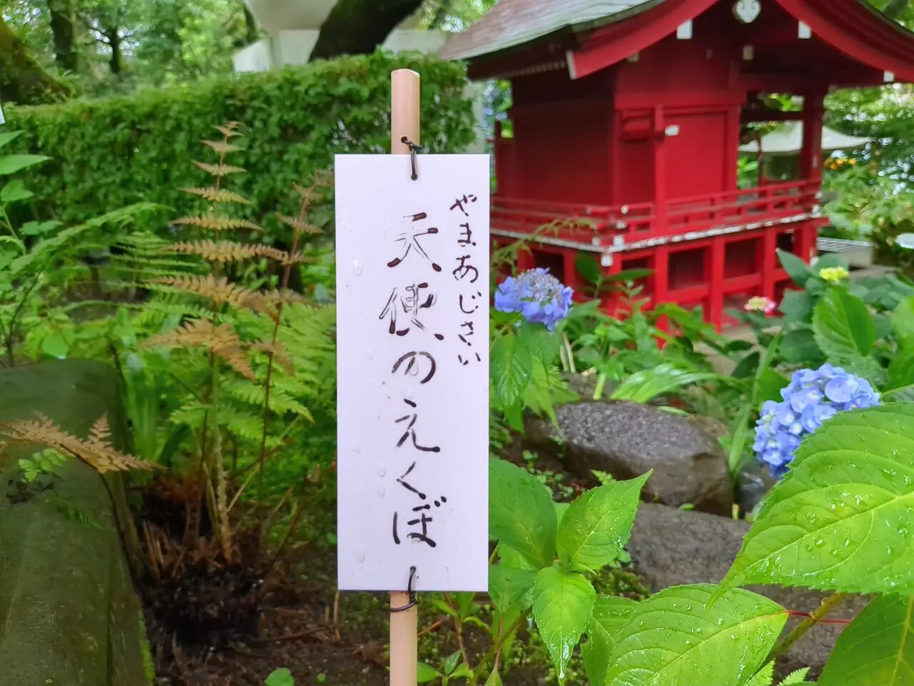 高幡不動尊　あじさい2025