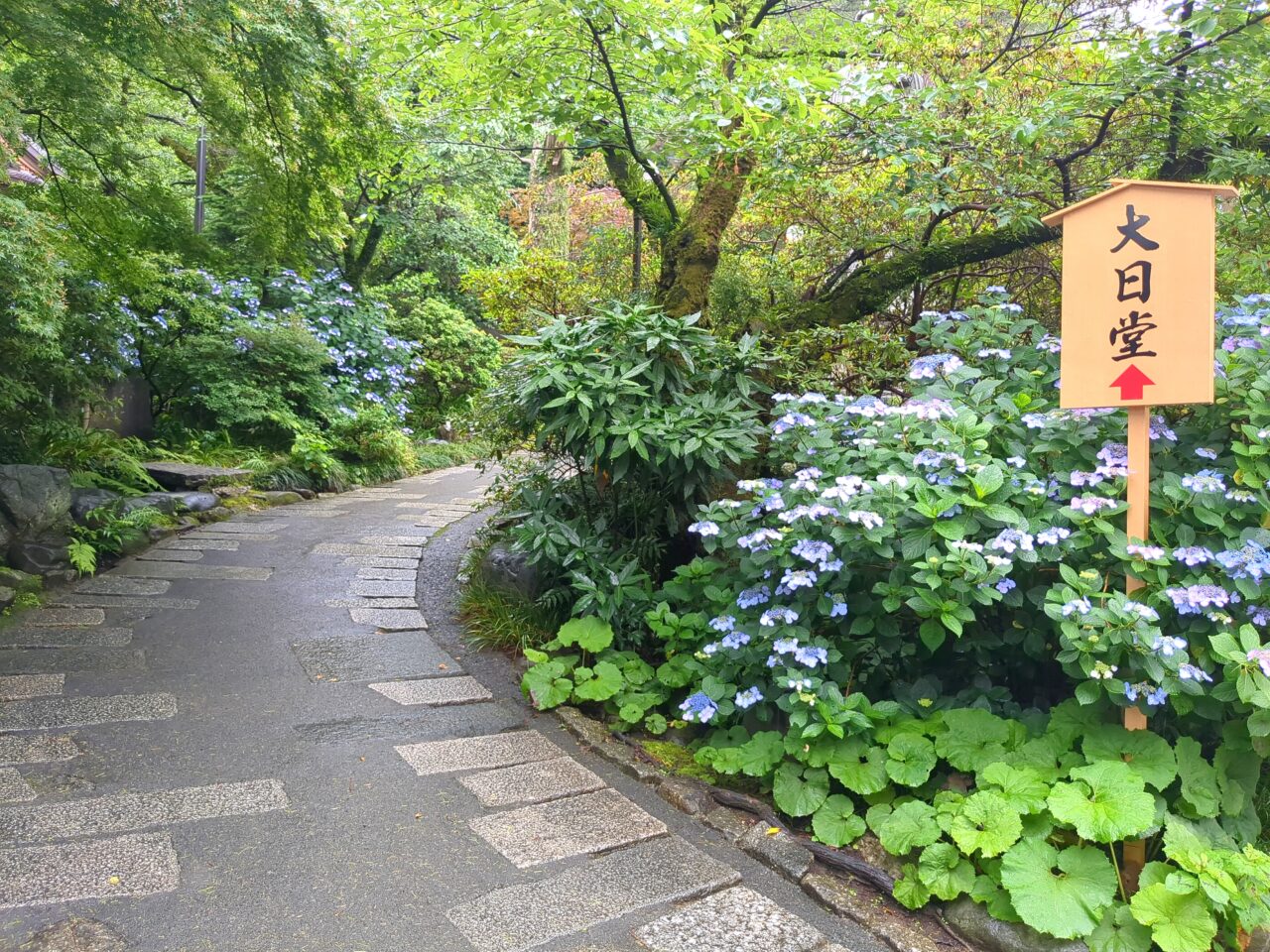 高幡不動尊　あじさい2025