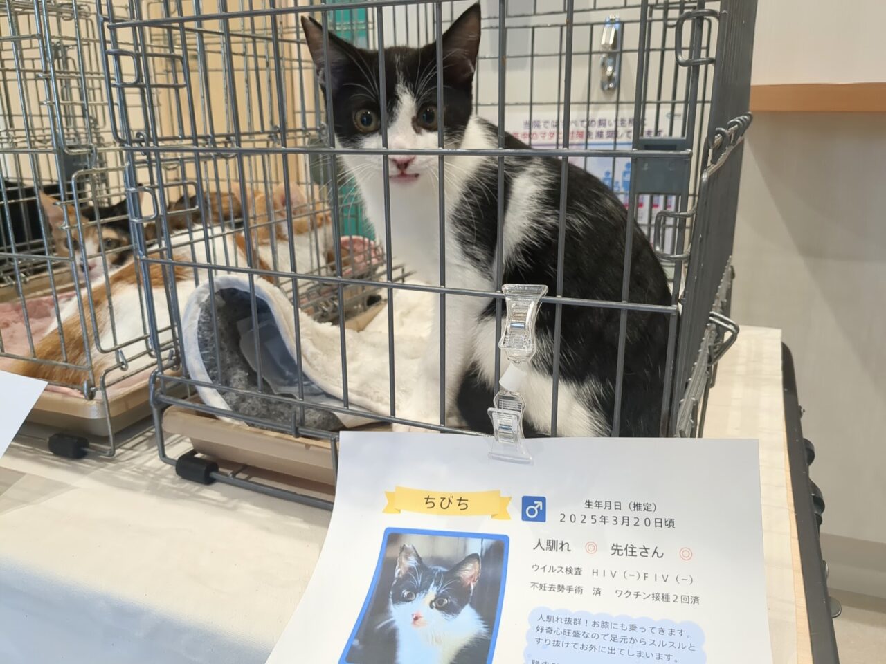 保護ねこ譲渡会