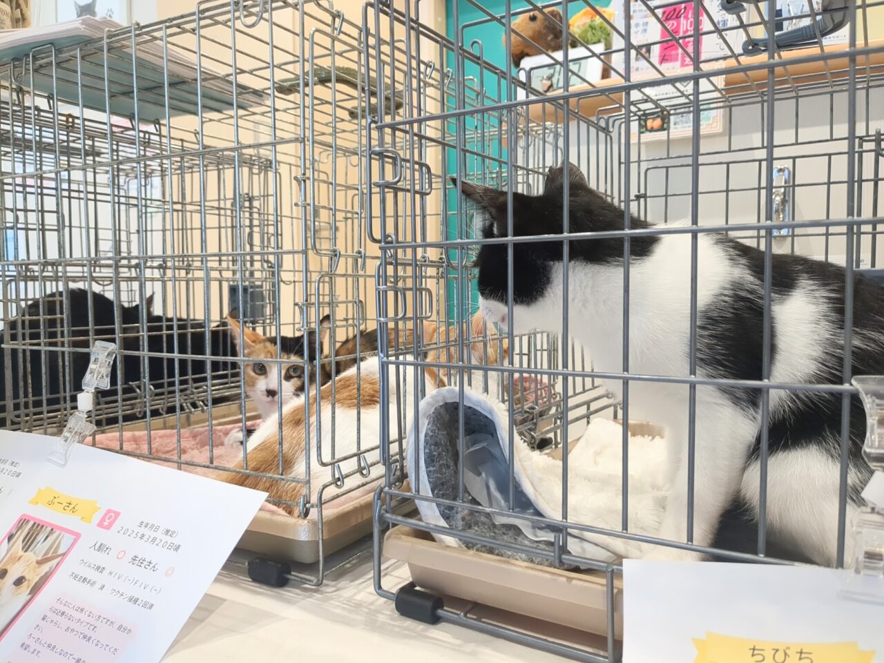 保護ねこ譲渡会
