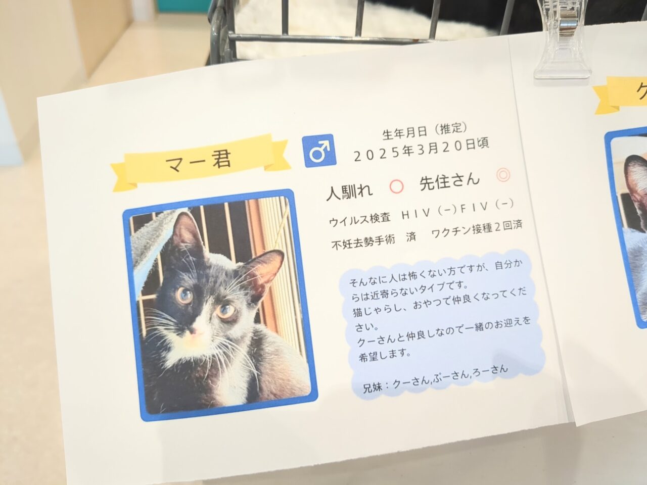 保護ねこ譲渡会