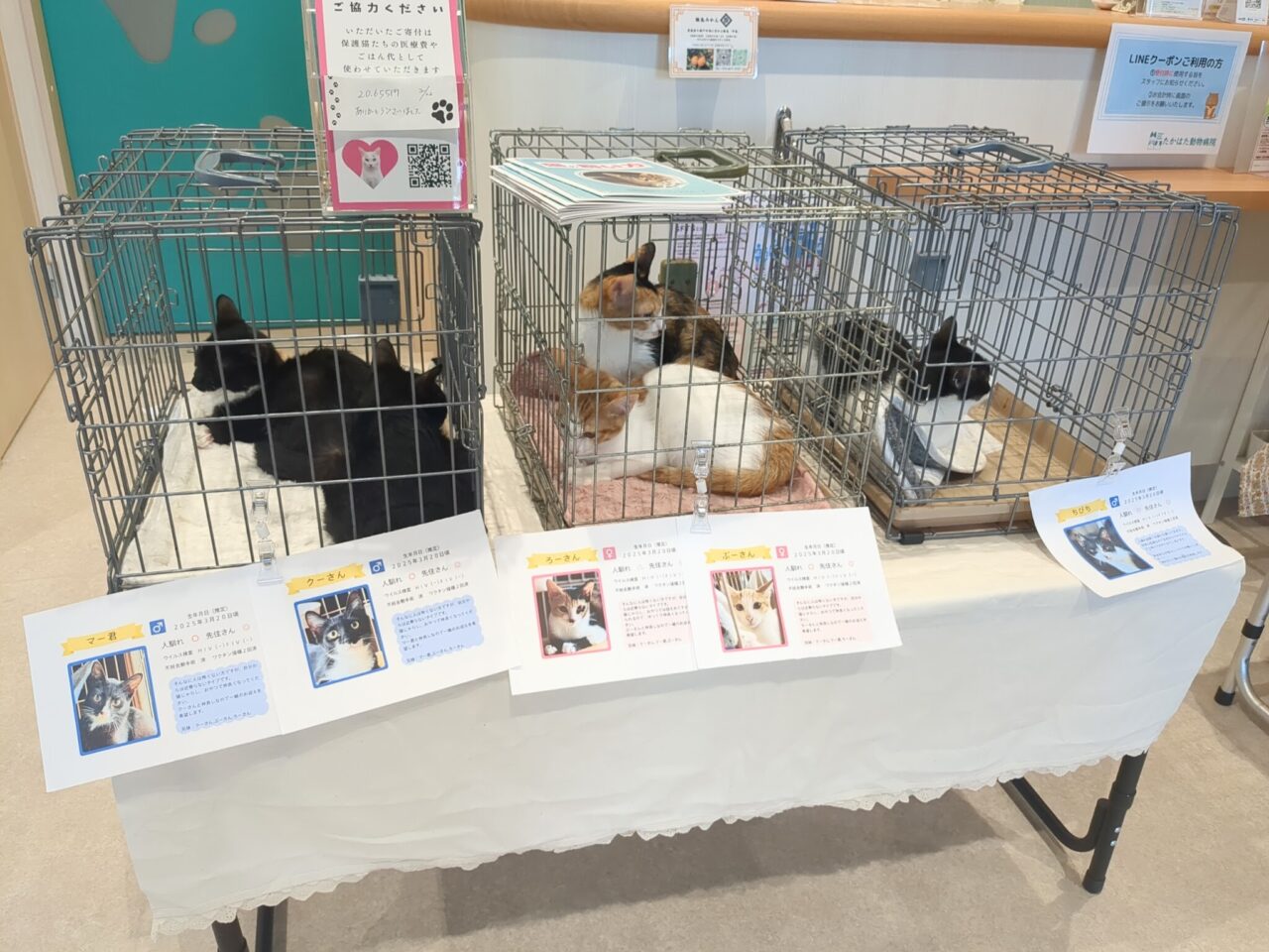 保護ねこ譲渡会
