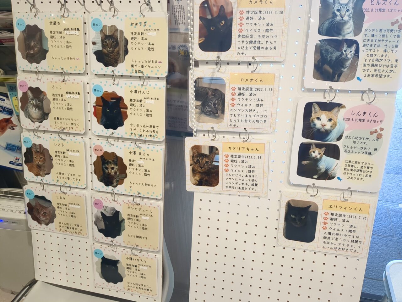 保護ねこ譲渡会