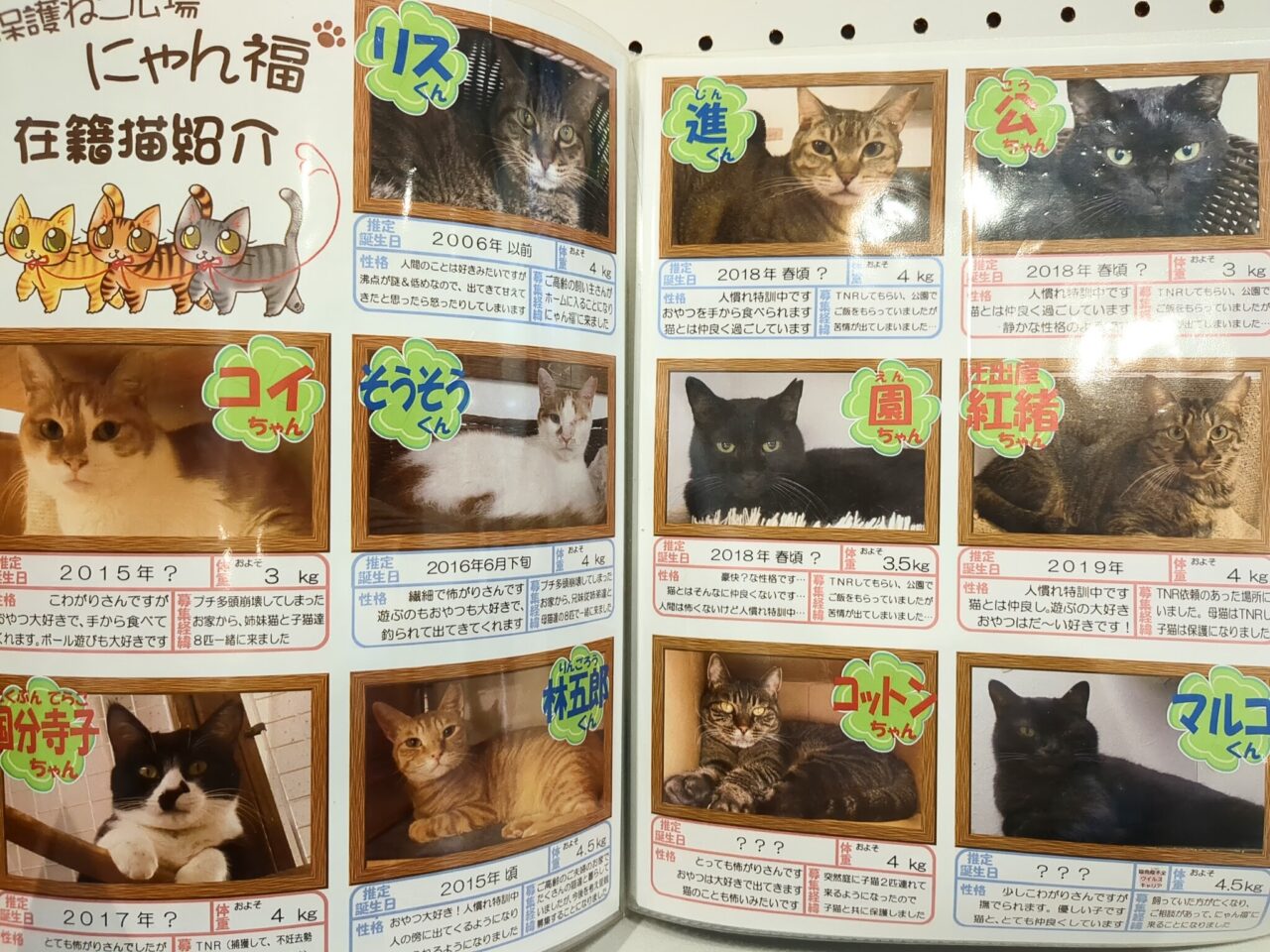 保護ねこ譲渡会