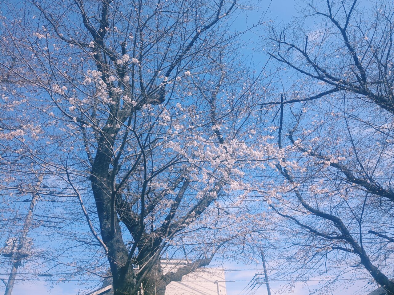 桜