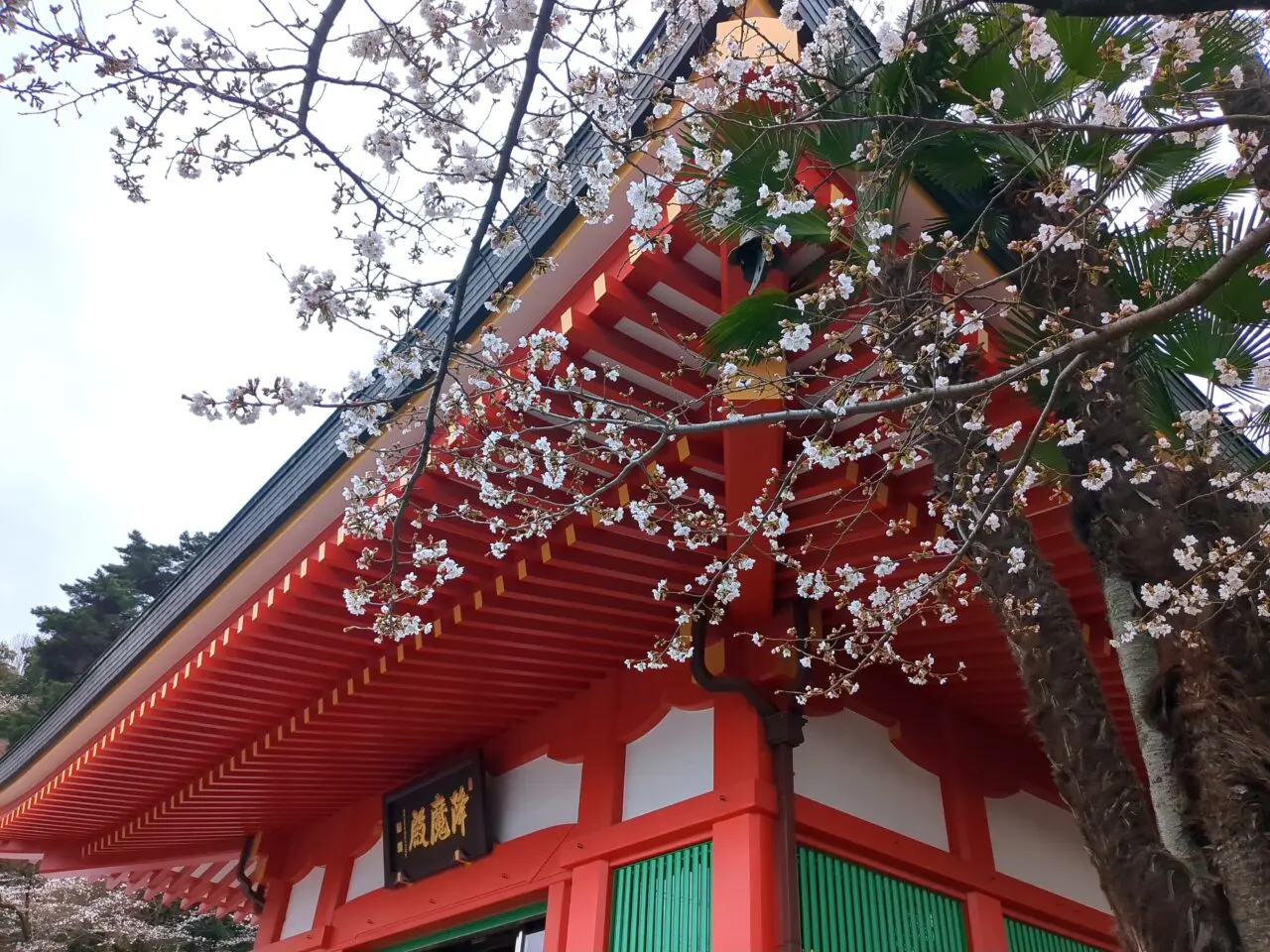 高幡不動尊 2026桜