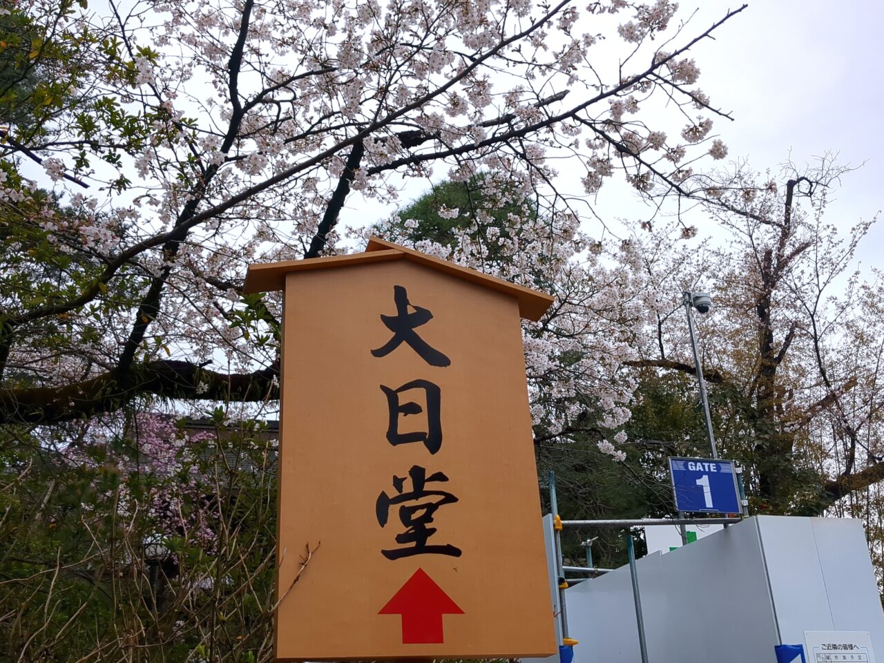 高幡不動尊 2026桜