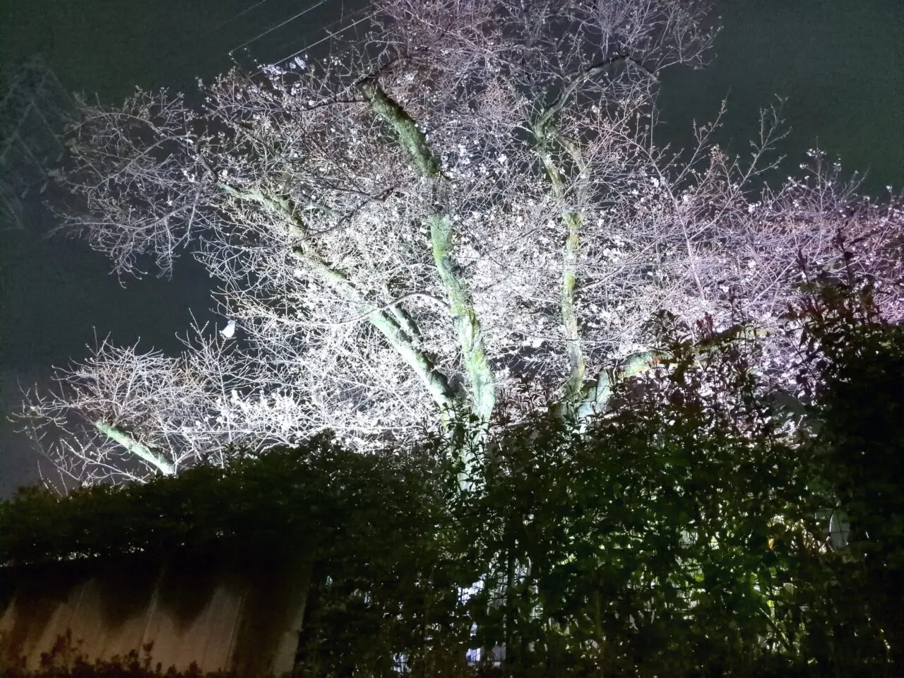 コニカミノルタ ライトアップ 2026