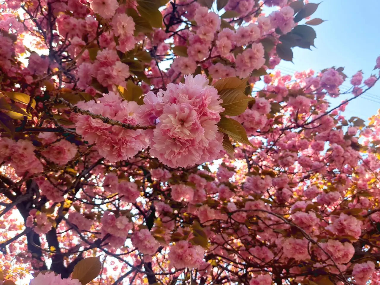 「ゆいまーる」の八重桜