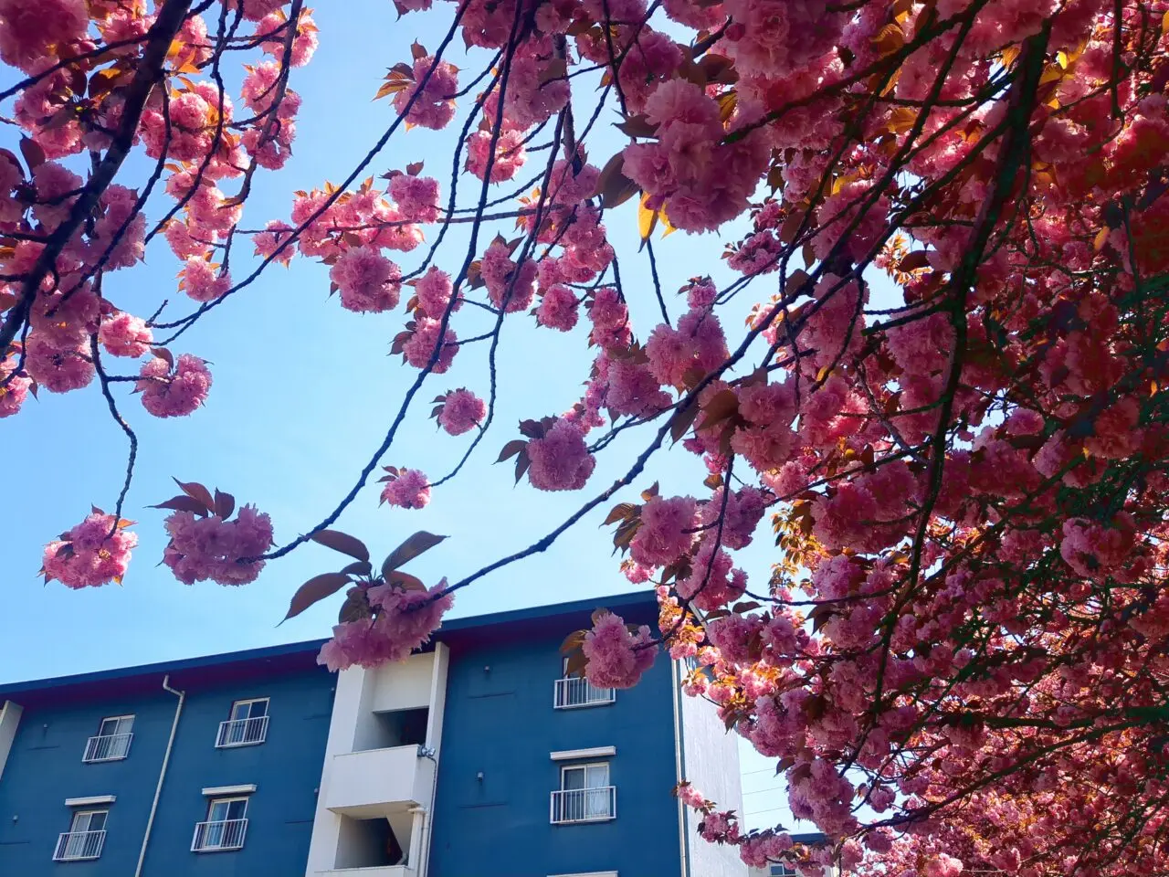 「ゆいまーる」の八重桜